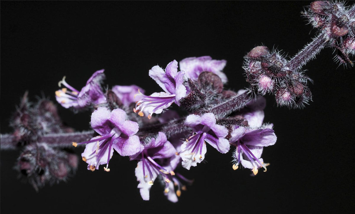 Schöne Makroaufnahme von Basilikum-Blüte